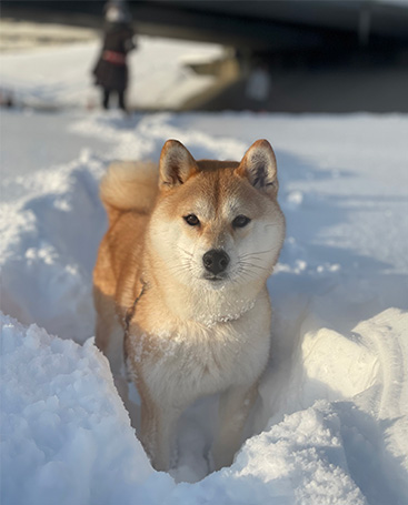 柴犬 草子